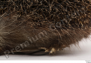 Hedgehog - Erinaceus europaeus  3 body leg whole body…